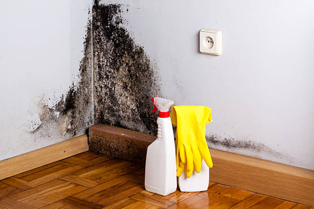 Best Attic Mold Removal  in Judsonia, AR